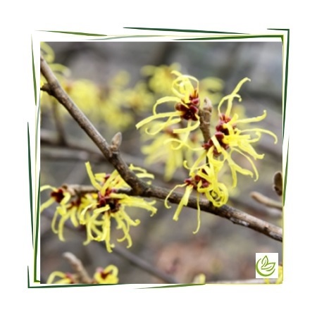 Hydrolat Hamamelis zertifiziert BIO